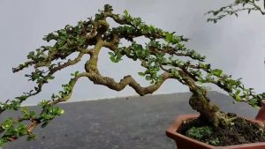 qua tang cha y nghĩa 10