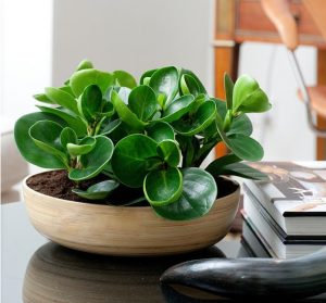 qua tang sinh nhat ban than 7